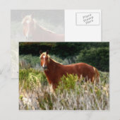 Carte Postale Arrêt de Cheval Sauvage (Devant / Derrière)