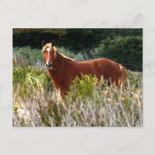 Carte Postale Arrêt de Cheval Sauvage (Devant)