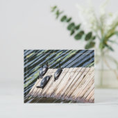 Carte Postale Arrêt de la tortue (Debout devant)