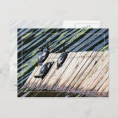 Carte Postale Arrêt de la tortue (Devant / Derrière)