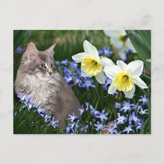 Carte Postale Arrêtez et sentez les fleurs (Devant)