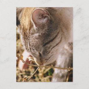 Carte Postale Arrêtez et sentez les fleurs