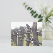 Carte Postale Arrière (Debout devant)