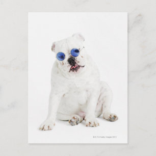 Carte Postale arrière - plan blanc, bulldog blanc, teint bleu