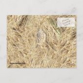 Carte Postale Arrière - plan de paille (Dos)