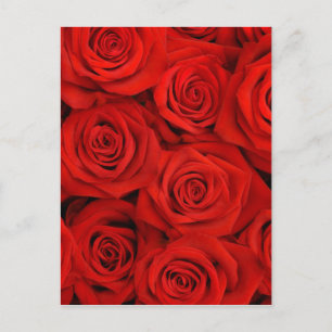 Carte Postale Arrière - plan de roses rouges naturelles