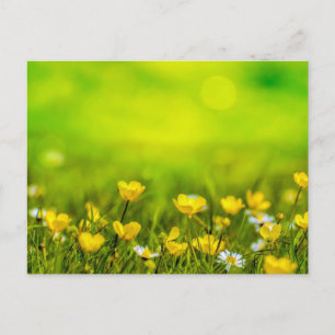 Carte Postale Arrière - plan des fleurs de printemps