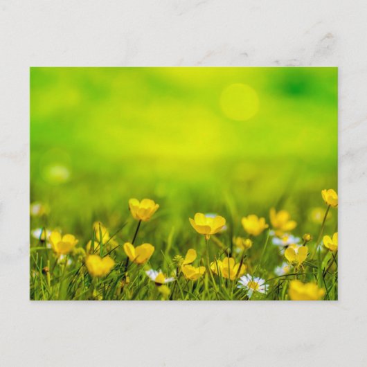 Carte Postale Arrière - plan des fleurs de printemps (Devant)