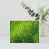 Carte Postale Arrière - plan feuille vert (Debout devant)