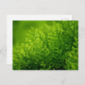 Carte Postale Arrière - plan feuille vert (Devant / Derrière)