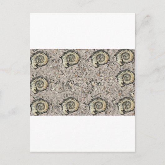 Carte Postale arrière - plan fossile (Devant)
