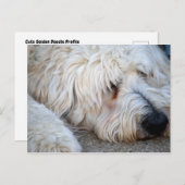 Carte Postale Arrière - plan Goldendoodle (Devant / Derrière)