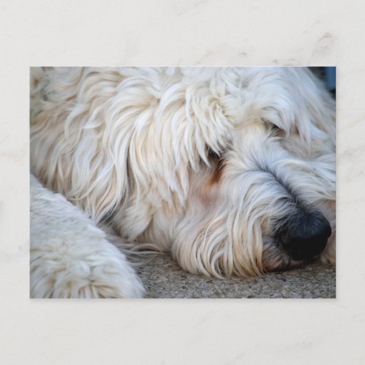 Carte Postale Arrière - plan Goldendoodle (Devant)