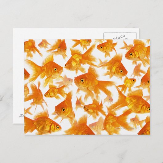 Carte Postale Arrière - plan montrant un grand groupe de poisson (Devant / Derrière)