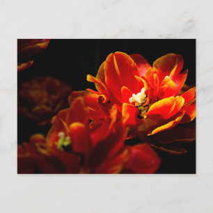 Carte Postale Arrière - plan rouge tulipes foncé