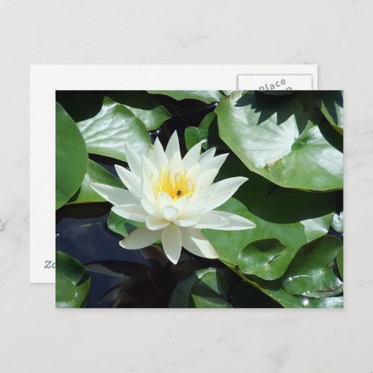 Carte Postale Arrivée / Étang Blanc Nénuphar & Insecte (Devant / Derrière)