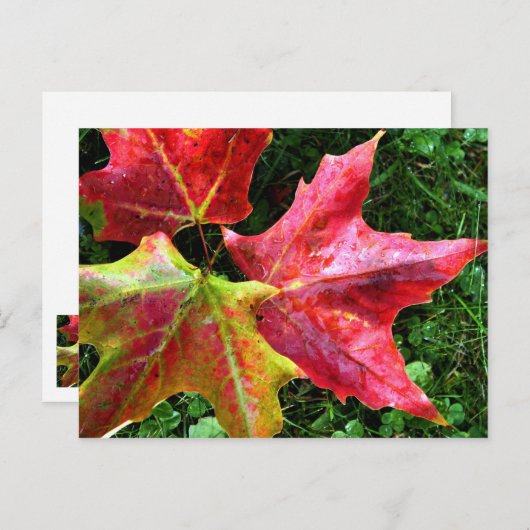 Carte Postale Arrivées d'automne (Devant / Derrière)