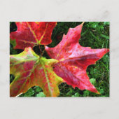 Carte Postale Arrivées d'automne (Devant)