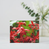 Carte Postale Arrosage Sur Une Fleur Rouge (Debout devant)