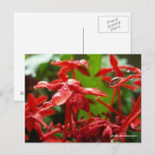 Carte Postale Arrosage Sur Une Fleur Rouge (Devant / Derrière)