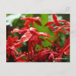 Carte Postale Arrosage Sur Une Fleur Rouge
