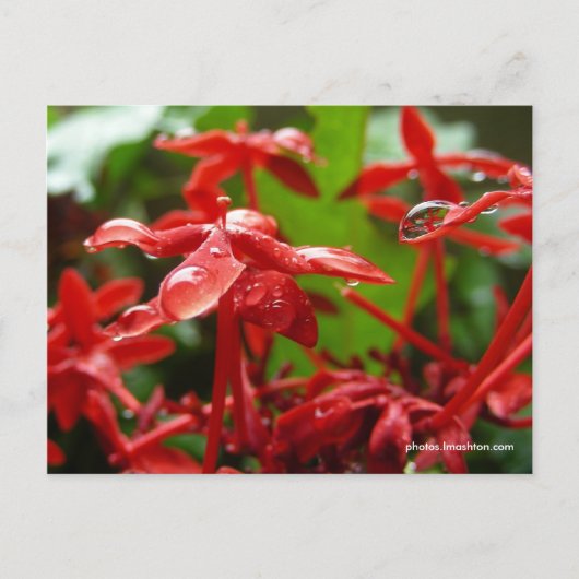 Carte Postale Arrosage Sur Une Fleur Rouge (Devant)