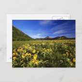 Carte Postale Arrowleaf recouvre le praire avec (Devant / Derrière)