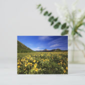 Carte Postale Arrowleaf recouvre le praire avec (Debout devant)