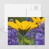 Carte Postale Arrowley Root and Lupine in Spring Bloom (Devant / Derrière)