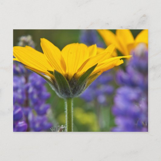Carte Postale Arrowley Root and Lupine in Spring Bloom (Devant)