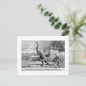 Carte postale art Anchisaurus (Debout devant)