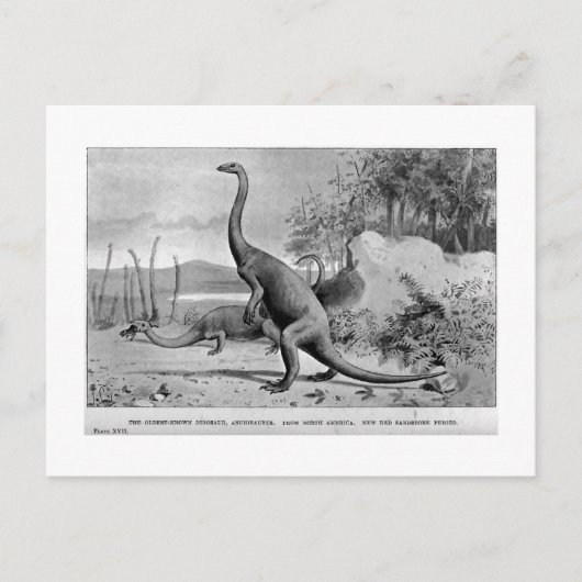 Carte postale art Anchisaurus (Devant)