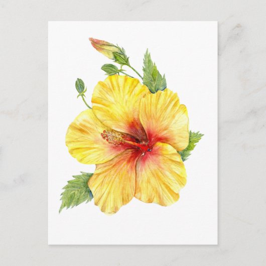 Carte Postale Art botanique d'Hibiscus jaune (Devant)
