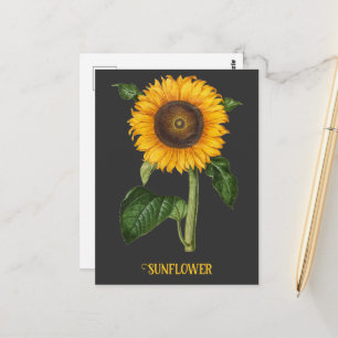 Carte Postale Art botanique du tournesol vintage par Merian
