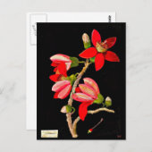 Carte postale-Art botanique-Mary Delany 10 (Devant / Derrière)