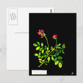 Carte postale-Art botanique-Mary Delany 15 (Devant / Derrière)