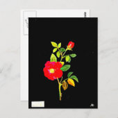 Carte postale-Art botanique-Mary Delany 16 (Devant / Derrière)