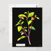 Carte postale-Art botanique-Mary Delany 7 (Devant / Derrière)