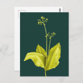 Carte Postale Art botanique Vert Plante Nature Lover Botaniste (Devant / Derrière)