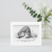 Carte postale art Ceratosaurus (Debout devant)