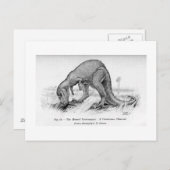 Carte postale art Ceratosaurus (Devant / Derrière)