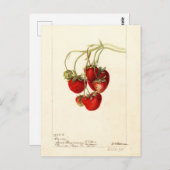 Carte Postale Art de dessin de fraises vintages (Devant / Derrière)