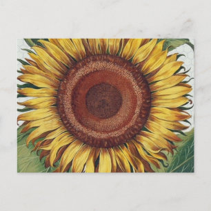 Carte Postale Art de fleur de damas vintage tournesol
