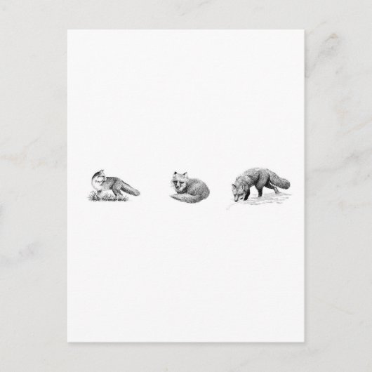 Carte Postale Art de la ligne Fox (Devant)