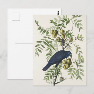 Carte Postale Art de la nature de l'oiseau Corbeau américain d'A