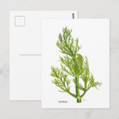 Carte Postale Art de l'aneth (Devant / Derrière)