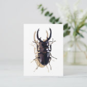 Carte Postale Art de l'aquarelle de l'insecte (Debout devant)