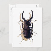 Carte Postale Art de l'aquarelle de l'insecte (Devant / Derrière)