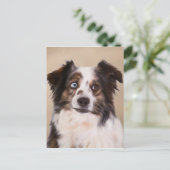 Carte Postale Art de peinture à l'huile de chien berger australi (Debout devant)