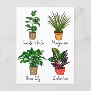 Carte Postale Art de plantes de maison dessinées à la main  